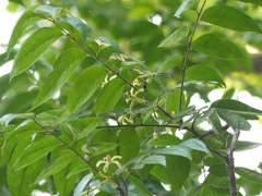 Chukrasia tabularis Chickrassy, Chittagong Wood, Indian Redwood.